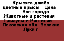 Крысята дамбо цветные крысы › Цена ­ 250 - Все города Животные и растения » Грызуны и Рептилии   . Псковская обл.,Великие Луки г.